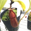 Nepenthes macrophylla s.g 