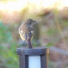 鳥撮日記　かろうじてシメかな💦