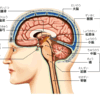 脳と食欲の関係知ってる？？？