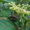 マメコガネの交尾　&　センニンソウの花、アオツヅラフジの花