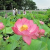 東大ハス園　公開始まる