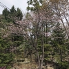 【散策】紅桜公園、中島公園( ・∇・)