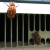 どっちに軸足？二地域居住