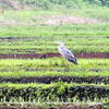 2016年6月の観察記録（野鳥）