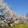 羽根木公園　梅の花　満開