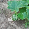 かぼちゃの成長　なぞの植物