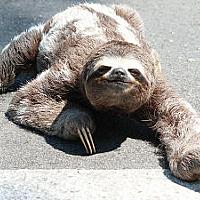 ナマケモノとは 動植物の人気 最新記事を集めました はてな