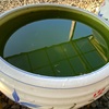 コロナ禍でメダカがブームって