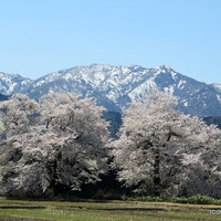 2026年は開花が早い、阿賀町黒岩「黒岩の夫婦桜」 (4/11) - 加持顕の