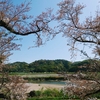 【石清水八幡宮（5）】男山 淀川水運の要衝 生駒山系の北端【背割堤の桜並木】