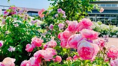 新潟市中央区キラキラガーデンの薔薇が見頃