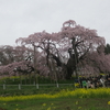 2025年東北桜紀行＜前編　南東北＞
