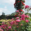 春のお散歩：初めてのバラ園は想像以上に楽しかった
