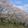 桜日和