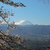 富士と桜