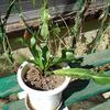 玉突き植え替え。