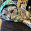 ツッコミの激しい友人に癒される。