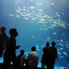 水族館は好きですか。魚を眺める時間での効果とは。