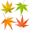 紅葉(こうよう)と紅葉(もみじ)とかえでは違いが!?すぐ使える雑学!