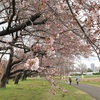 ブルブル天気で人出なく　観桜会初日　旧東大農場