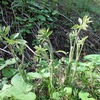 肴ならではの山菜料理　【ヤマウド】