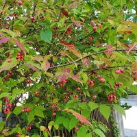 ツリバナとブッドレア