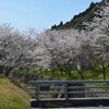 甲南町下野川の桜その１