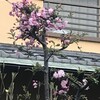 海棠