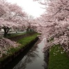 大宮公園でお花見～自転車で行くとビールが飲めないじゃないか