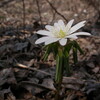 モニ1000植物開始＆カエル最終日＆ゴミひろい