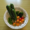 2日ぶりの収穫！毎日はしんどい笑