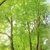 【暑中見舞い×香り】ことばの代わりに、香りを贈る「夏の香り便り」