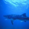 コバンザメに追いかけられるダイバーが・・・
