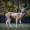 実家近くの野生動物の生態系が変わって来ています。