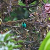 Green Honeycreeper ズグロミツドリ