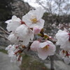 tochikoな里帰り　父の桜笑う