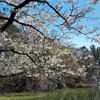 桜パトロール　森林公園　香澄公園