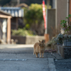 周南諸島のねこさん