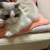 午前中は休んで午後にハイテンションになったふくちゃん