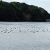 袖ヶ浦公園の秋