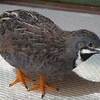 長老はっちゃん、7歳になる  #ヒメウズラ