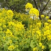 大恋愛　５