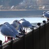 2025年1月2日（木）　抱負は「健康でいること」です。