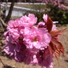 【山村の桜が咲きました】