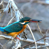 この冬，野川で出会った野鳥たち