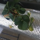 ベランダ水耕栽培と千葉グルメ