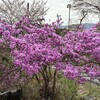 4月のまとめ　（2026-W14〜W18）