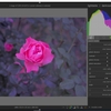 カラーバランスRGBとバラの花