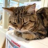 【ペット可物件】こんなに大変だとは思わなかった！