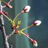 桜が開花